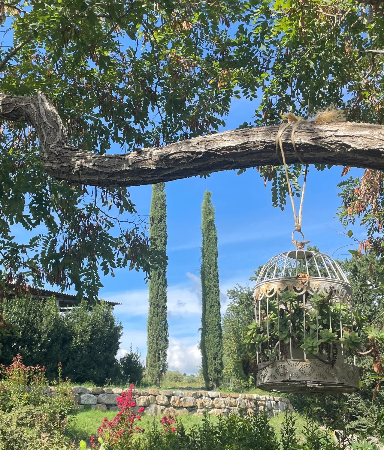 Un angolo del giardino: la vecchia gabbia con le piante grasse appesa al ramo, e i cipressi