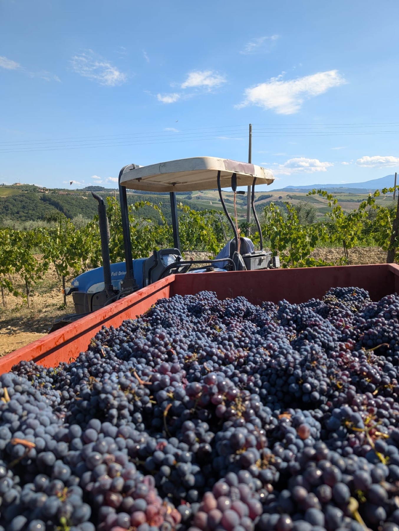 Rimorchio carico di uva appena vendemmiata, con le colline della Val d'Orcia e il Monte Amiata sullo sfondo