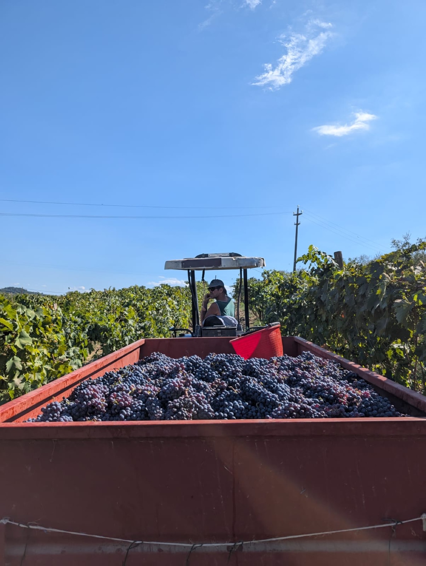 Il trattore tra i filari durante la vendemmia al podere
